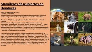 Mamíferos descubiertos en
Honduras
ORDEN: PERISSODACTYLA.
FAMILIA: EQUIDAE
Honduras posee evidencia de fósiles para aproximadamente cinco géneros de
caballos antiguos. Cuatro de los cinco géneros, son caballos de tres dedos.
(MacGrew, 1941) de las capas pliocenas tardías de la Formación de Gracias,
Lempira.
El resto restante es Equus, común a través del pleistoceno americano y
representado por los últimos verdaderos caballos salvajes. El termino " Caballo
Salvaje Verdadero" indica que estos animales nunca fueron domesticados o
cambiados a través de la hibridación. Los caballos salvajes de los Estados Unidos,
no se incluyen porque estos o sus ancestros fueron en algún momento domesticados
y mas tarde escaparon o fueron liberados.
Las características morfológicas y etológicas del antiguo Equus eran casi las
mismas de los caballos salvajes que andan hoy por sabanas y llanuras. La especie
exacta para el Equus de Honduras no ha sido establecida. Los caballos con tres
dedos del plioceno, son ejemplos clásicos de la evolución del caballo, estos animales
retienen el segundo y tercer hueso dedal, ausente en los caballos modernos. Una de
las teorías recientes, sugiere que estos dedos extras les permitían movilizarse en
áreas con sedimentos húmedos. ( Simpson, 1930 ) El tamaño del molar y la cara
son características que claramente distinguen a estos caballos de las especies
recientes.
 