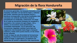 Migración de la flora Hondureña
En términos generales, los bosques húmedos y muy
húmedos coinciden con las tierras bajas y calientes
del Caribe, mientras que los bosques secos o
deciduos corresponden a las tierras localizadas más
cercanas a la vertiente del Pacífico donde la
precipitación es moderada y estacional. A lo largo
de la costa se encuentran bosques de manglares y
asociados a los cuerpos de agua (lagos, ríos y
deltas), se encuentran zonas pantanosas y
humedales importantes. Con la elevación, las
formaciones vegetales cambian hacia tipos de
vegetación más templada hasta llegar a bosques
nubosos y hasta cierto punto enanos, en las cimas
de los volcanes.
A todo lo largo de esta diversidad de formaciones
vegetales, la intervención humana ha sido fuerte,
siendo el fuego, la agricultura y el pastoreo los
elementos de cambio o alteración más importantes.
 