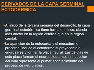 Derivados De La Capa Germinal Ectodermica | PPTX