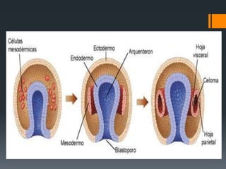 Derivados De La Capa Germinal Ectodermica | PPTX