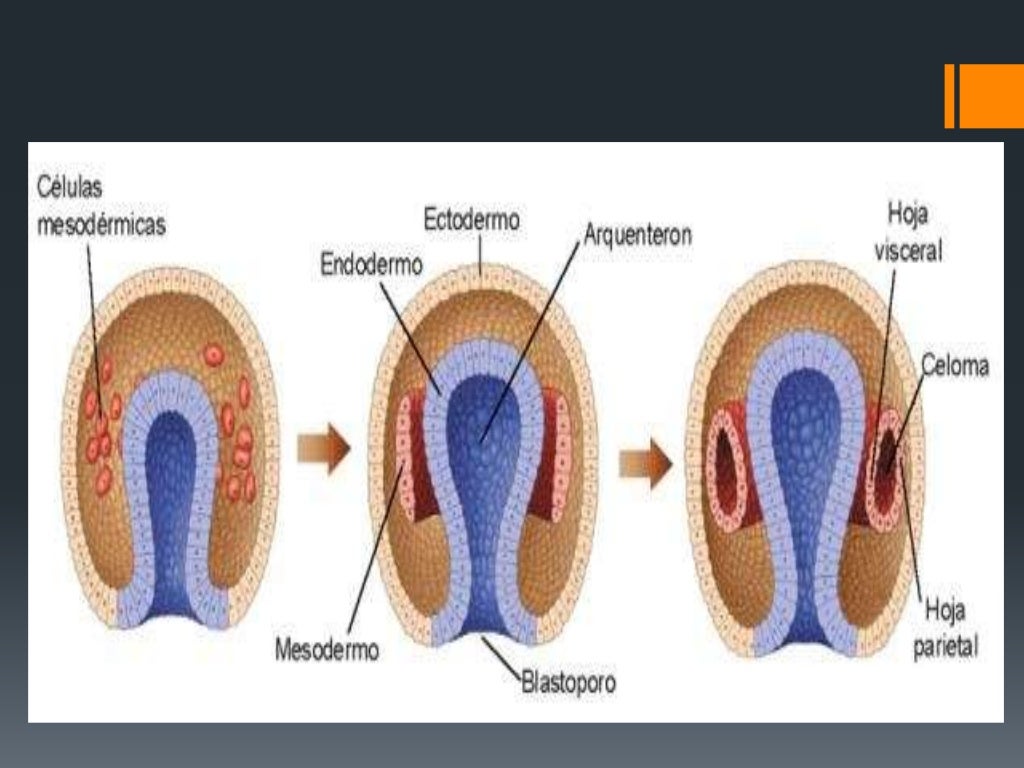Derivados De La Capa Germinal Ectodermica