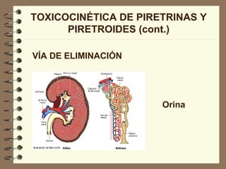 TOXICOCINÉTICA DE PIRETRINAS Y PIRETROIDES (cont.) VÍA DE ELIMINACIÓN Orina 