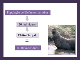 População de Elefantes marinhos 
20 indivíduos 
Efeito Gargalo 
= 
30.000 indivíduos 
 