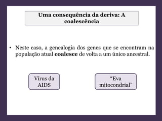 Uma consequência da deriva: A 
coalescência 
• Neste caso, a genealogia dos genes que se encontram na 
população atual coalesce de volta a um único ancestral. 
“Eva 
mitocondrial” 
Vírus da 
AIDS 
 
