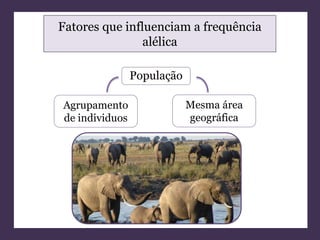 Fatores que influenciam a frequência 
alélica 
População 
Agrupamento 
de individuos 
Mesma área 
geográfica 
 