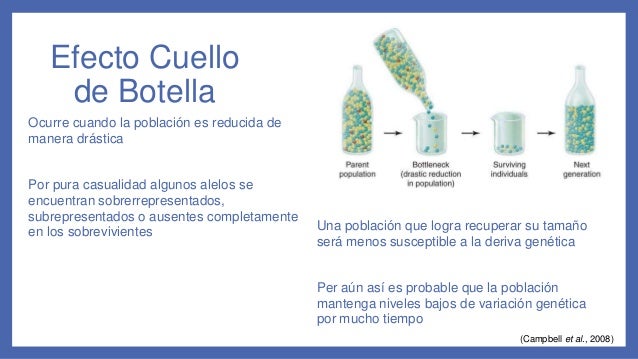 Deriva Genética