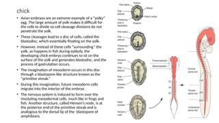 Derivation of neural tissue and EARLY MORPHOGENESIS.pptx