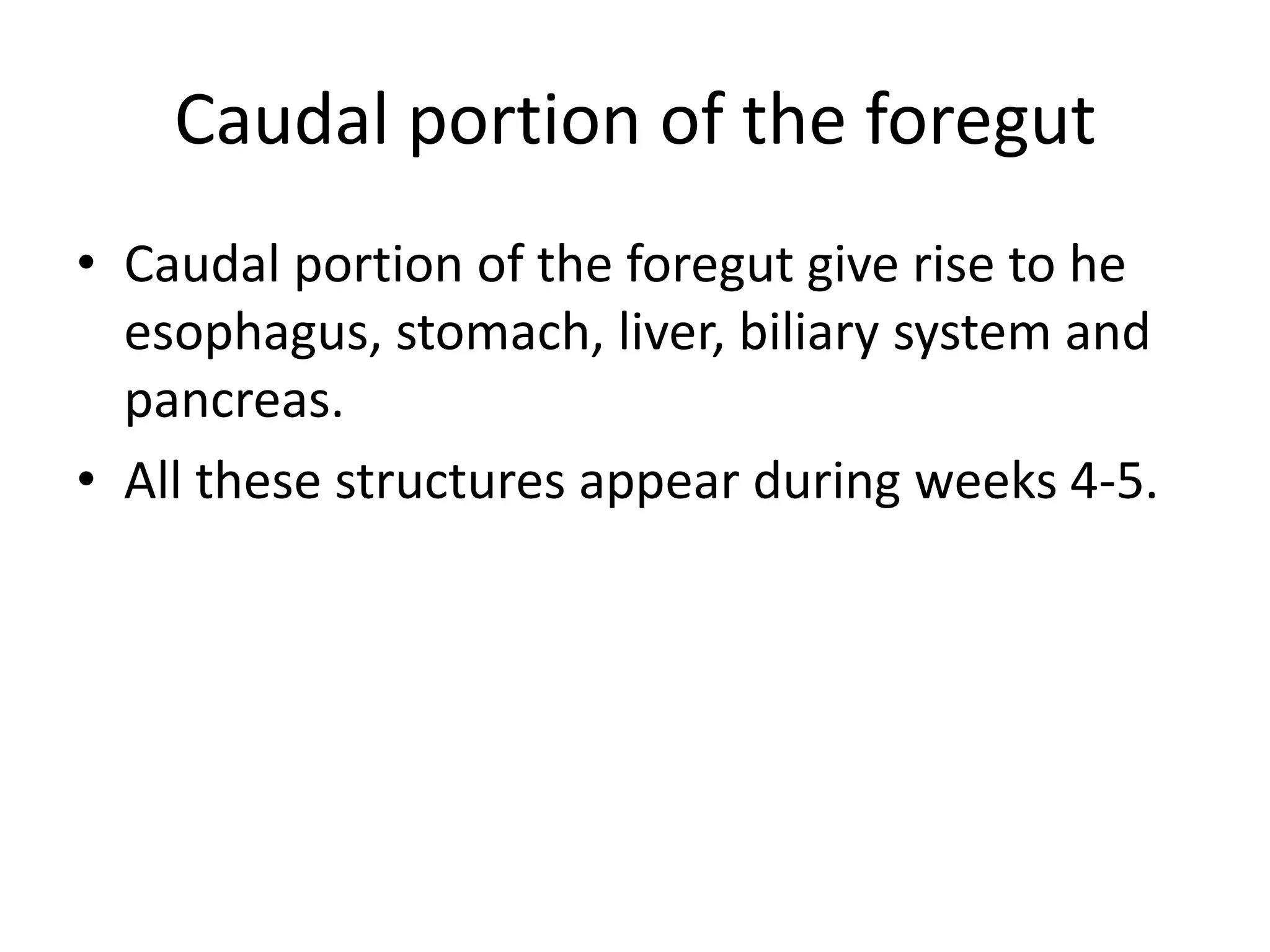 Caudal portion of the foregut
• Caudal portion of the foregut give rise to he
esophagus, stomach, liver, biliary system and
pancreas.
• All these structures appear during weeks 4-5.

 