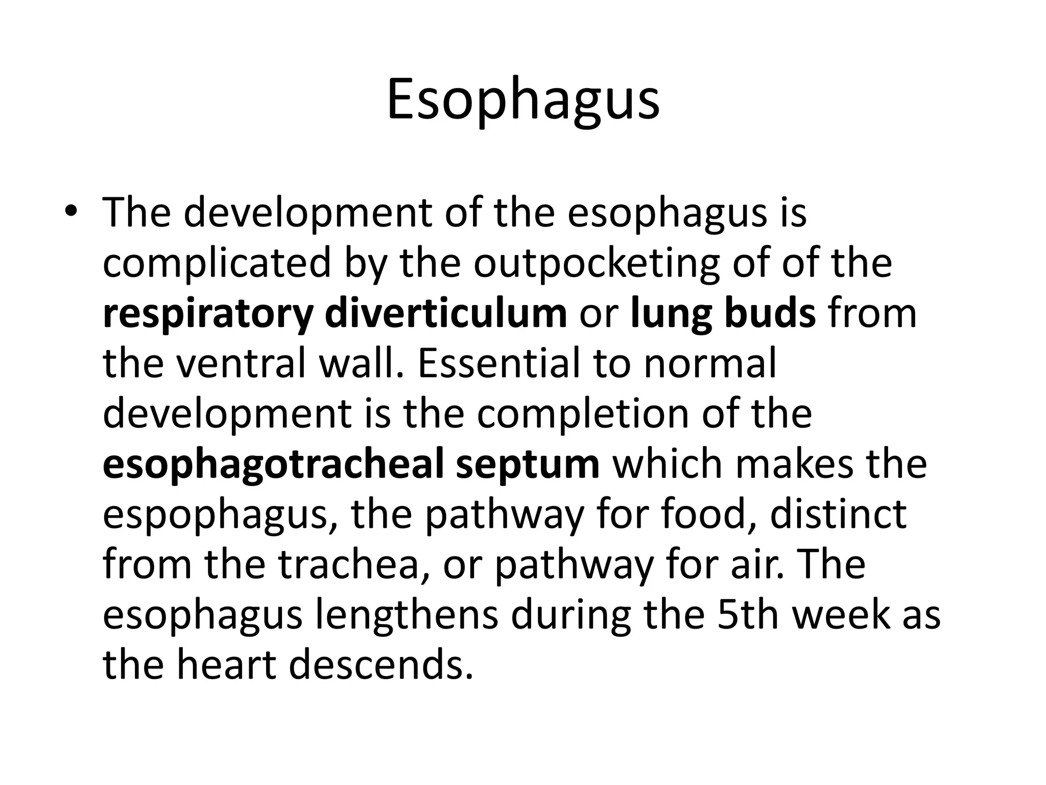 Esophagus
• The development of the esophagus is
complicated by the outpocketing of of the
respiratory diverticulum or lung buds from
the ventral wall. Essential to normal
development is the completion of the
esophagotracheal septum which makes the
espophagus, the pathway for food, distinct
from the trachea, or pathway for air. The
esophagus lengthens during the 5th week as
the heart descends.

 