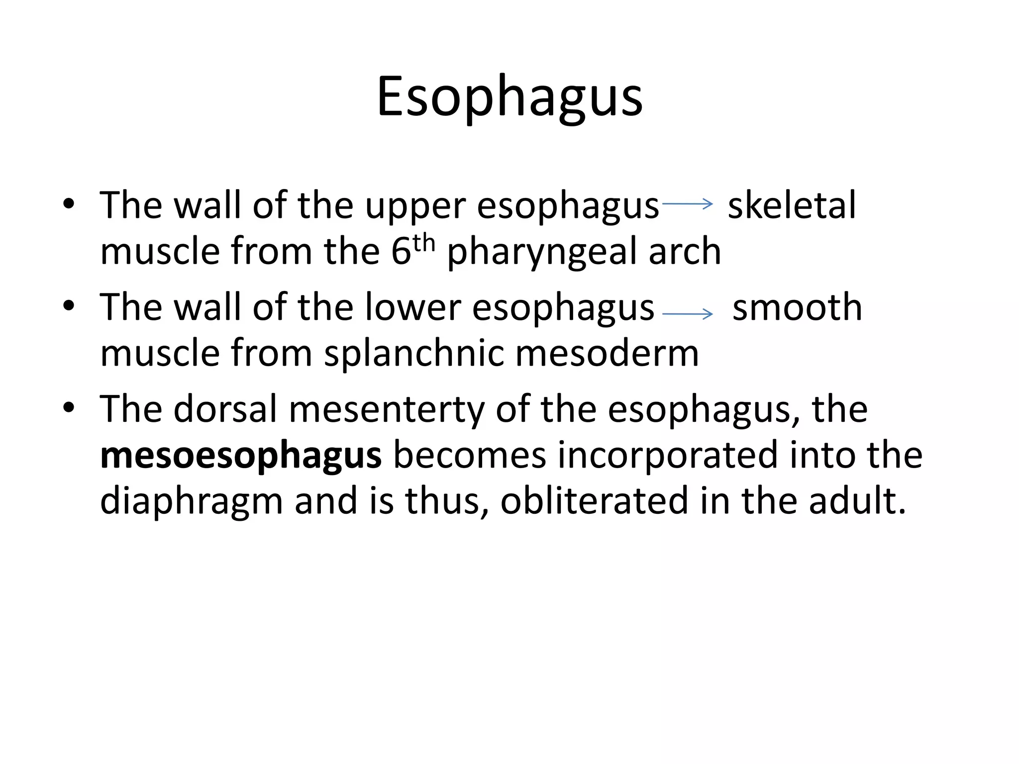 Esophagus
• The wall of the upper esophagus
skeletal
muscle from the 6th pharyngeal arch
• The wall of the lower esophagus
smooth
muscle from splanchnic mesoderm
• The dorsal mesenterty of the esophagus, the
mesoesophagus becomes incorporated into the
diaphragm and is thus, obliterated in the adult.

 