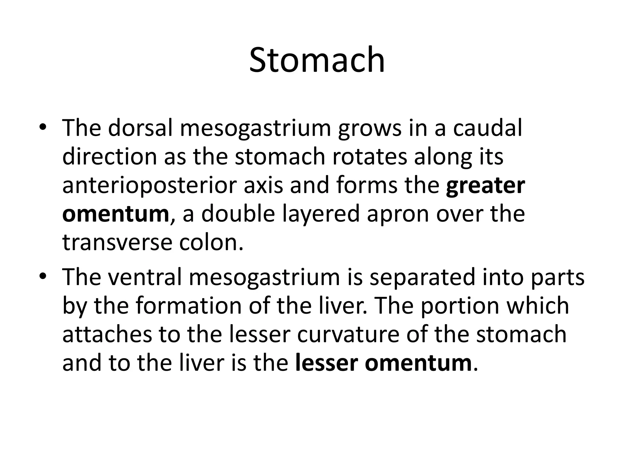 Stomach
• The dorsal mesogastrium grows in a caudal
direction as the stomach rotates along its
anterioposterior axis and forms the greater
omentum, a double layered apron over the
transverse colon.
• The ventral mesogastrium is separated into parts
by the formation of the liver. The portion which
attaches to the lesser curvature of the stomach
and to the liver is the lesser omentum.

 