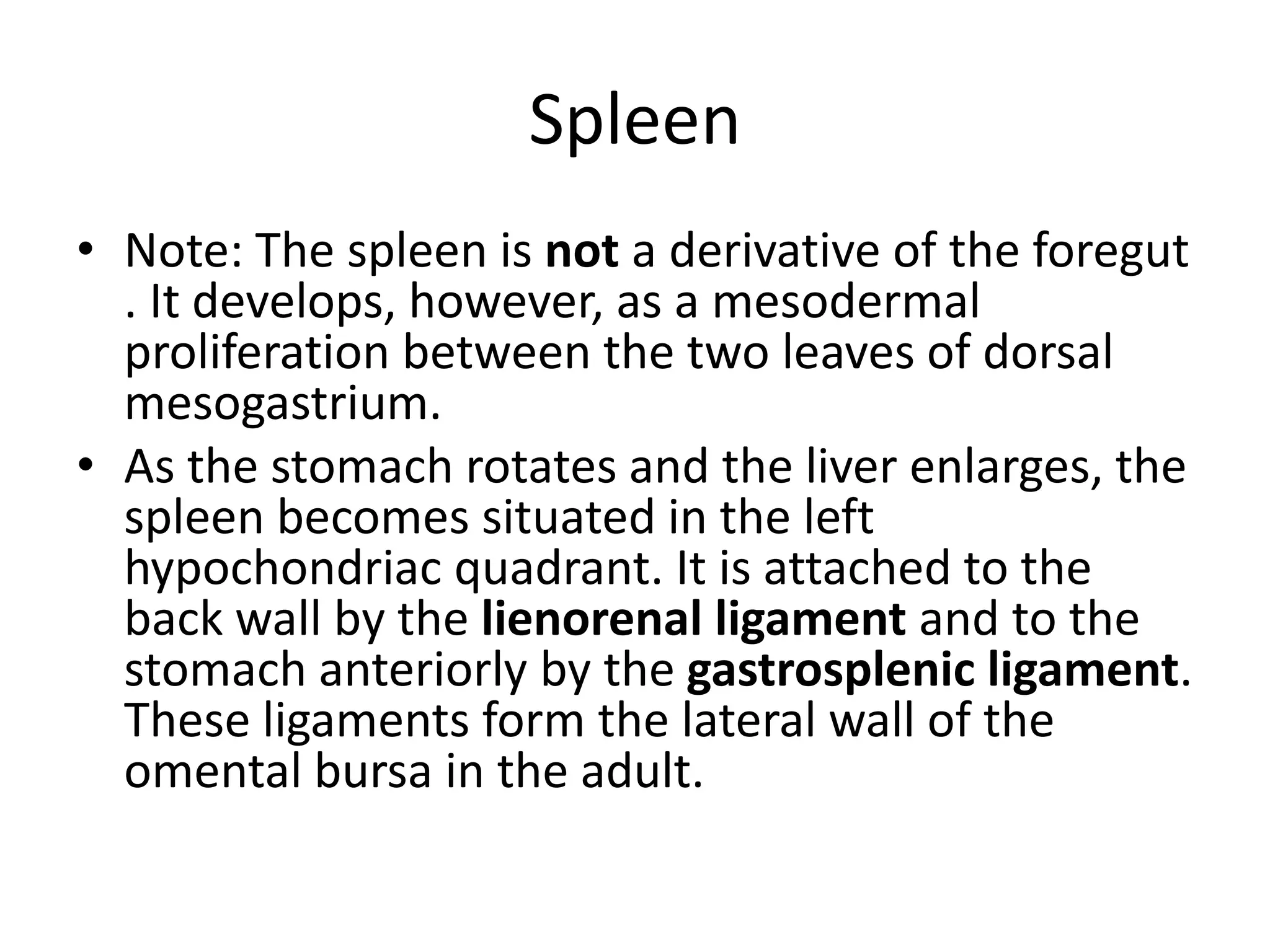 Spleen
• Note: The spleen is not a derivative of the foregut
. It develops, however, as a mesodermal
proliferation between the two leaves of dorsal
mesogastrium.
• As the stomach rotates and the liver enlarges, the
spleen becomes situated in the left
hypochondriac quadrant. It is attached to the
back wall by the lienorenal ligament and to the
stomach anteriorly by the gastrosplenic ligament.
These ligaments form the lateral wall of the
omental bursa in the adult.

 