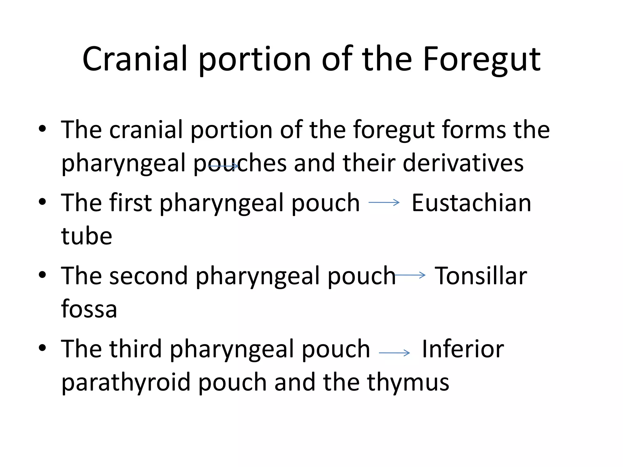 Cranial portion of the Foregut
• The cranial portion of the foregut forms the
pharyngeal pouches and their derivatives
• The first pharyngeal pouch
Eustachian
tube
• The second pharyngeal pouch Tonsillar
fossa
• The third pharyngeal pouch
Inferior
parathyroid pouch and the thymus

 