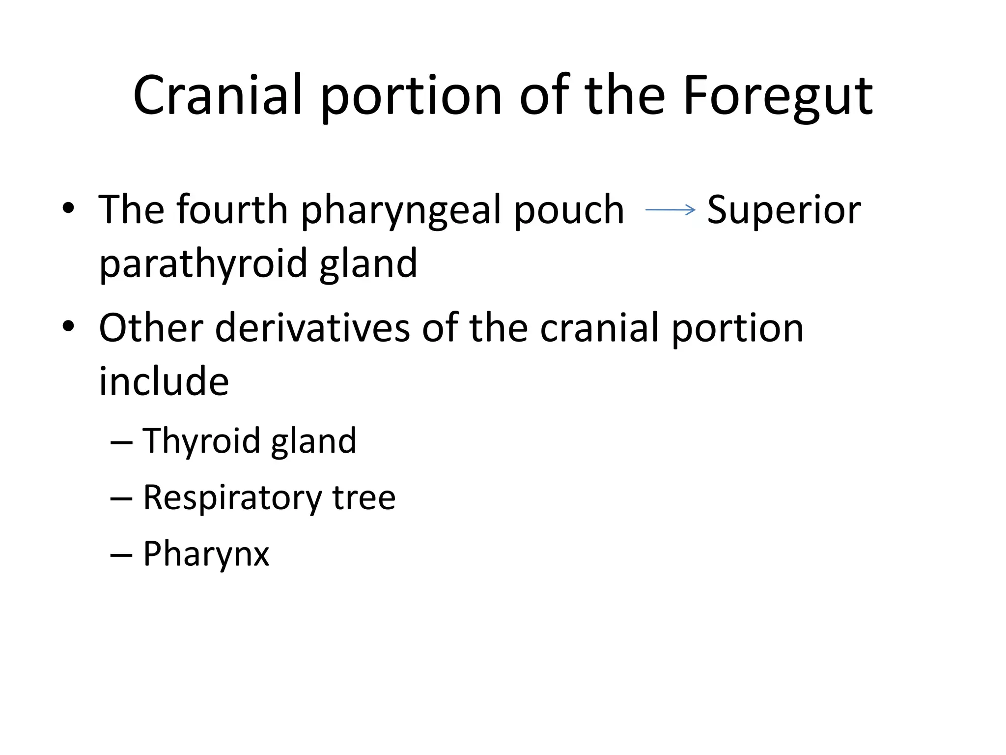 Cranial portion of the Foregut
• The fourth pharyngeal pouch
Superior
parathyroid gland
• Other derivatives of the cranial portion
include
– Thyroid gland
– Respiratory tree
– Pharynx

 