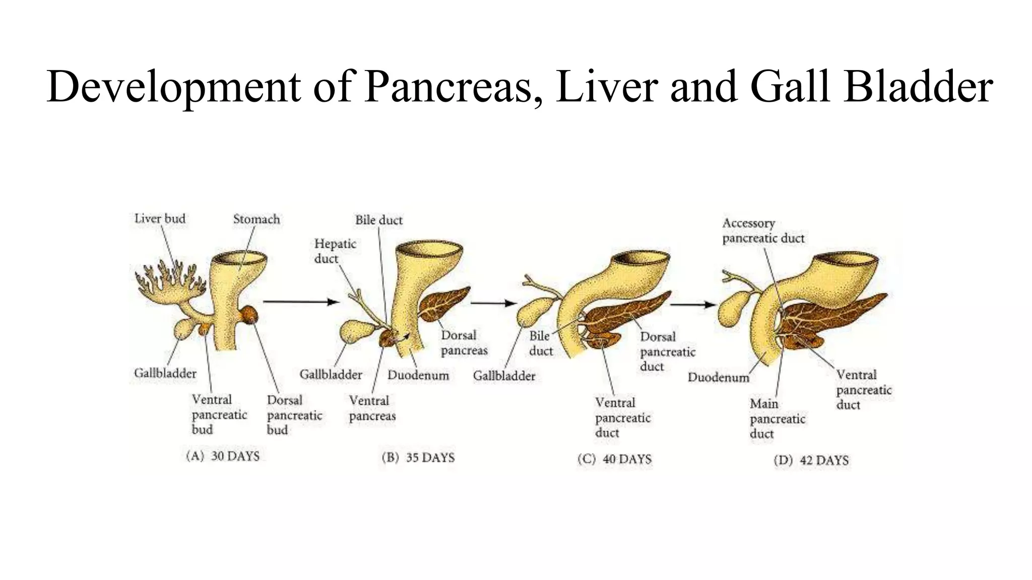 Development of Pancreas, Liver and Gall Bladder