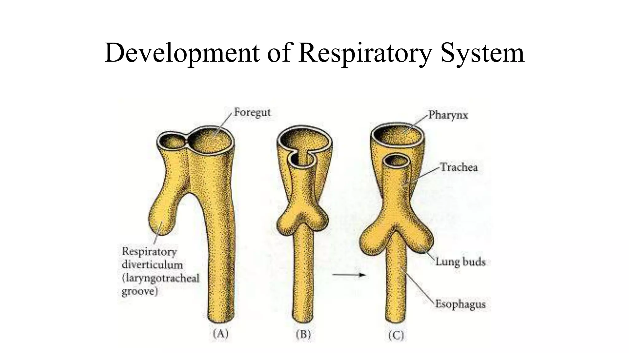 Development of Respiratory System