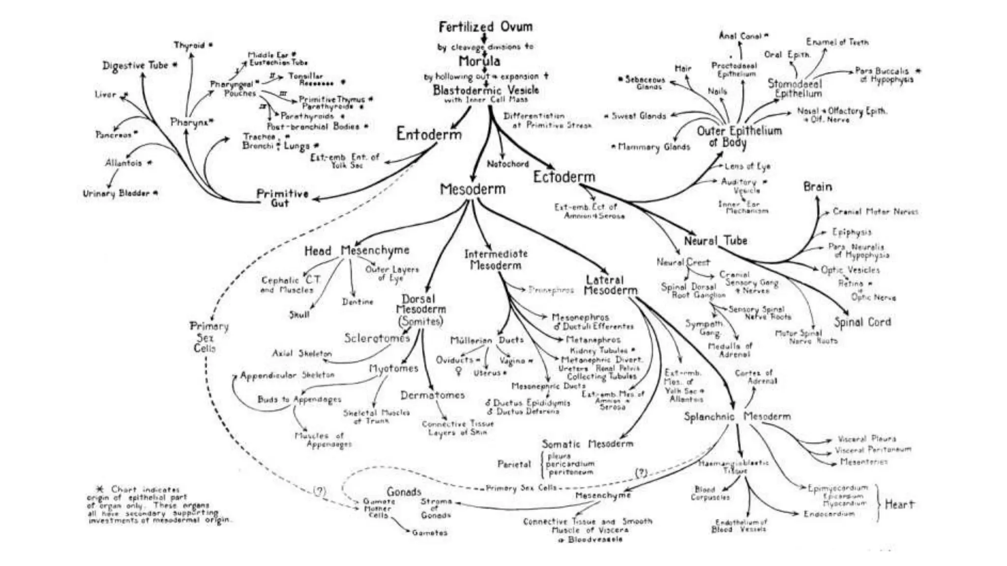 DERIVATIVES OF GERM LAYERS-3.ppt
