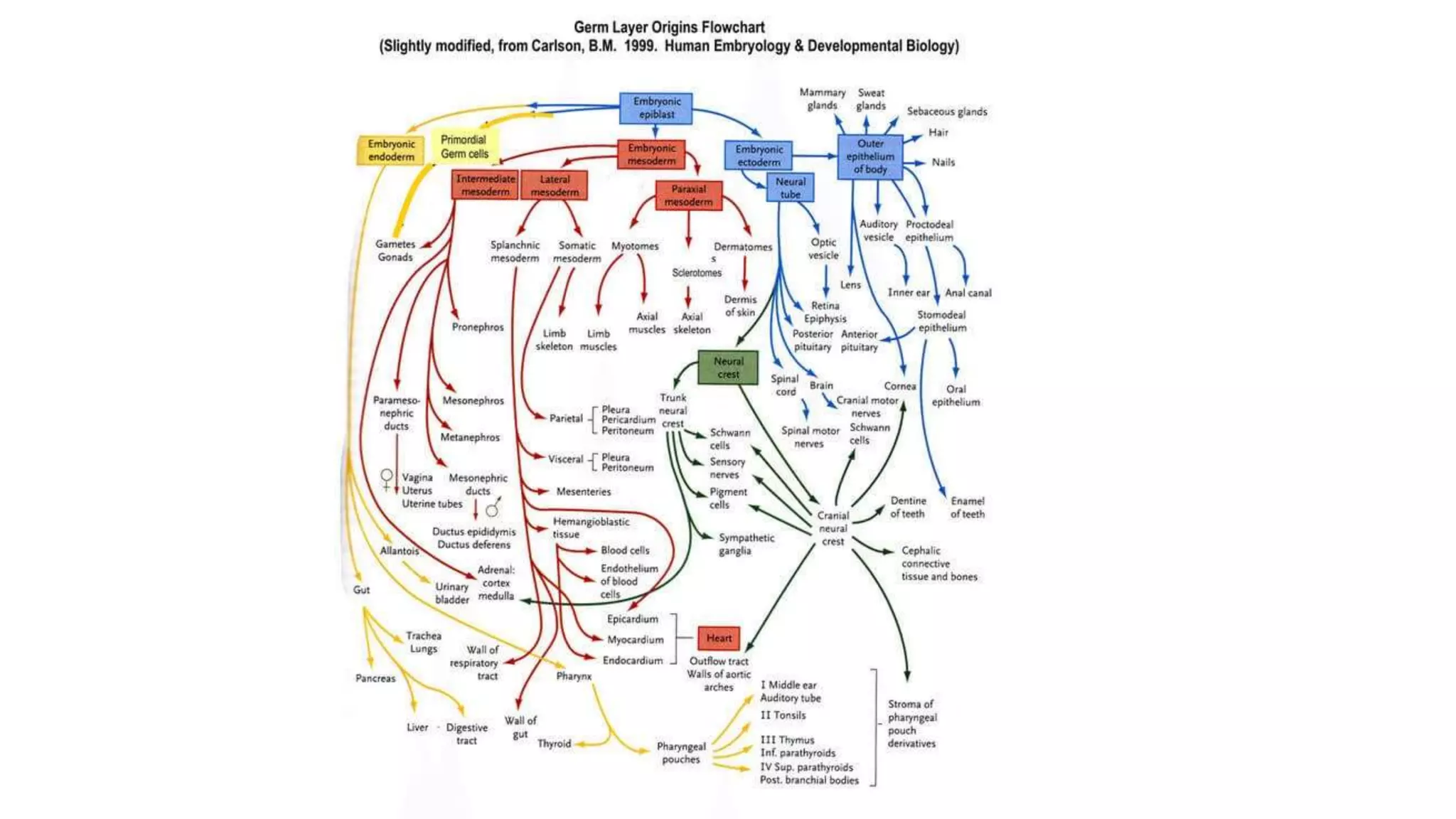 DERIVATIVES OF GERM LAYERS-3.ppt