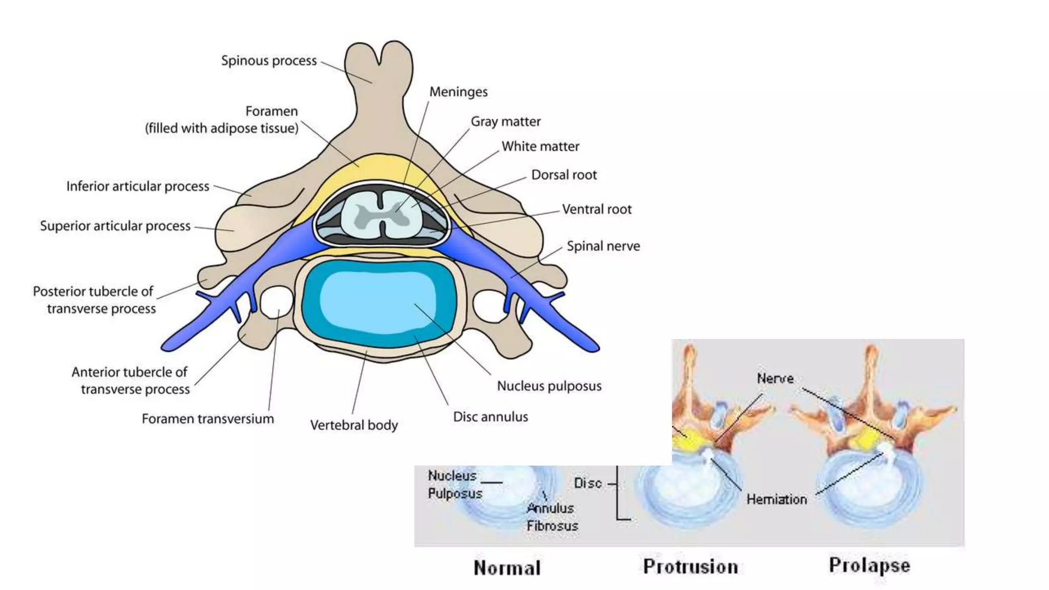 DERIVATIVES OF GERM LAYERS-3.ppt