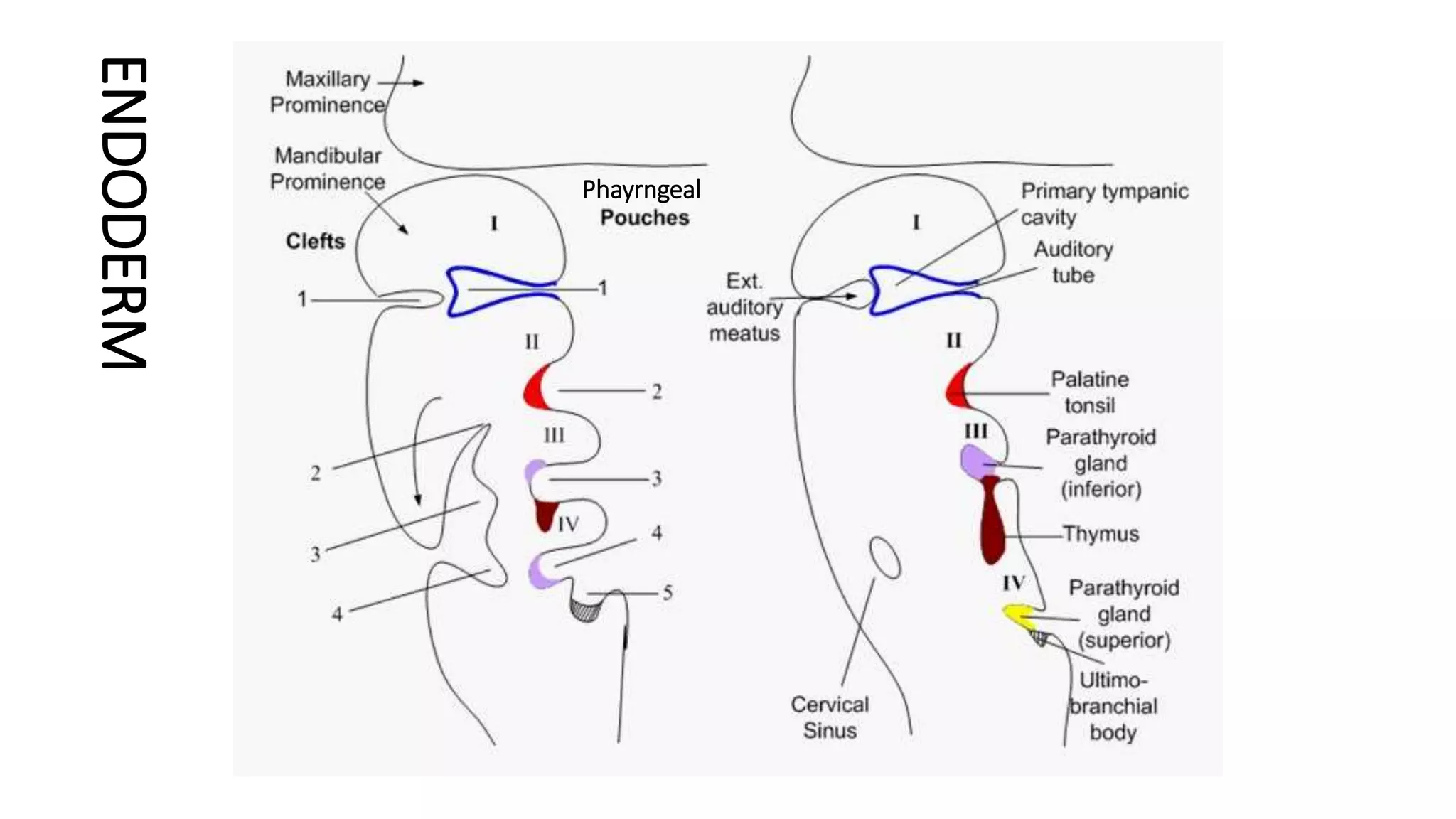 ENDODERM
Phayrngeal