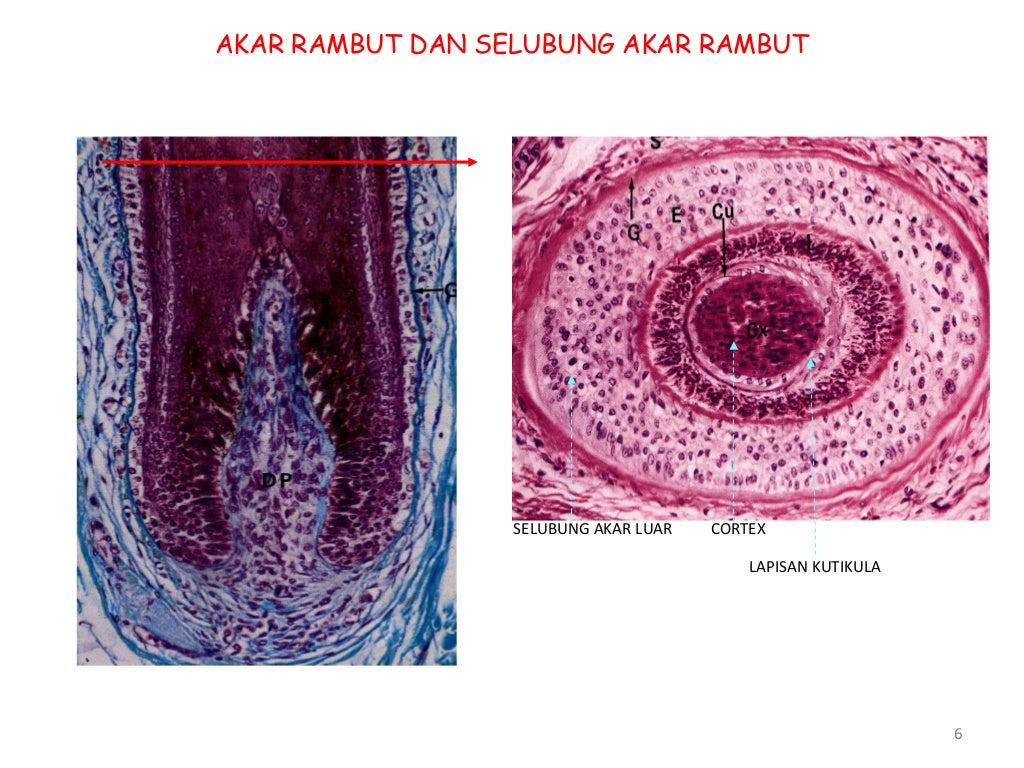 Gambar Derivat kulit (modul kulit dan jaringan penunjang)