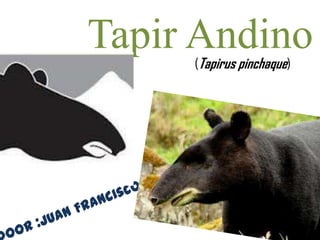 Tapir Andino(Tapirus pinchaque)
 