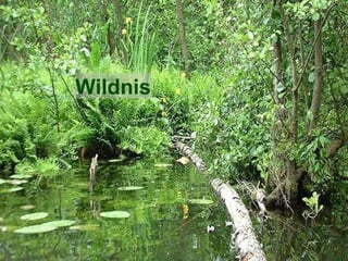 Wildnis 
