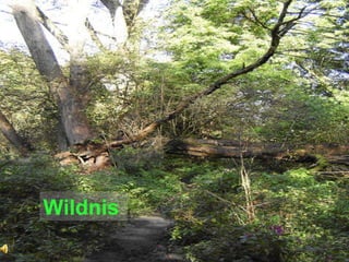 Wildnis 