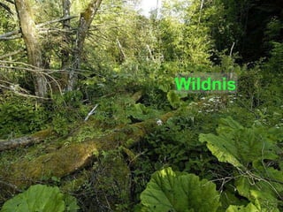 Wildnis 