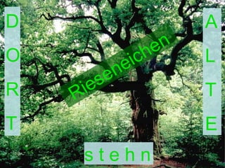 D O R T A L T E Rieseneichen s t e h n 