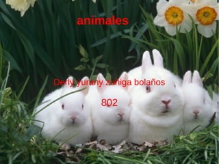 animales
Derly yurany zuñiga bolaños
802
 