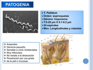 PATOGENIA
T. Pallidum
Orden: espiroquetas
Género: treponema
T:5-20 μm X 0.1-0.2 μm
24 espirales
Mov. Longitudinales y rotantes
 Anaerobio
 Genoma pequeño
 Sensible a cond. Ambientales
 Muy infecciosa
 No resiste a la desecación
 Penetración por una grieta
 de la piel o mucosas
 