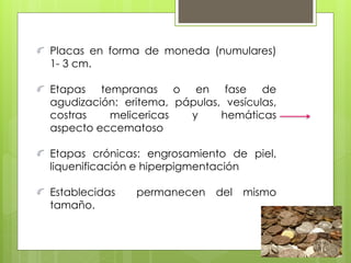 Placas en forma de moneda (numulares)
1- 3 cm.
Etapas tempranas o en fase de
agudización: eritema, pápulas, vesículas,
costras melicericas y hemáticas
aspecto eccematoso
Etapas crónicas: engrosamiento de piel,
liquenificación e hiperpigmentación
Establecidas permanecen del mismo
tamaño.
 