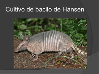 Cultivo de bacilo de Hansen
 