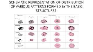 Dermoscopy in Dermatology: Principles, Patterns, and Clinical ...