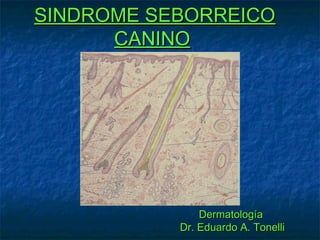 SINDROME SEBORREICO
      CANINO




               Dermatología
           Dr. Eduardo A. Tonelli
 