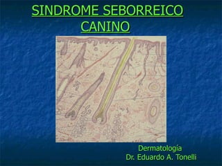SINDROME SEBORREICO   CANINO   Dermatología  Dr. Eduardo A. Tonelli 