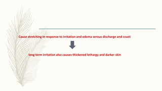 Cause stretching In response to irritation and edema serous discharge and crusti
long term irritation also causes thickened lethargy and darker skin
 