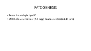 PATOGENESIS
• Reaksi imunologik tipe IV
• Melalui fase sensitisasi (2-3 mgg) dan fase elitasi (24-48 jam)
 