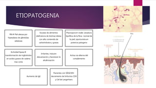 ETIOPATOGENIA
RN Piel oleosa por
hiperplasia de glándulas
sebáceas
Escasez de alimentos
(deficiencia de biotina) dietas
con alto contenido de
carbohidratos y grasas
Pityrosporum ovale: Levadura
lipofilica de la flora normal de
la piel; oportunista en
potencia patogeno
Actividad lipasa
transformación de triglicéridos
en acidos grasos de cadena
mas corta
Irritantes, inducen
descamación y favorecen la
alcalinización
Activa via alterna del
complemento
Aumento de lgE
Pacientes con SIDA/VIH:
decremento de linfocitos CD4
y Cel de Langerhans
 