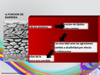 e) FUNCION DEe) FUNCION DE
BARRERABARRERA
Piel de los atopicosPiel de los atopicos
Funcion de laFuncion de la
barrera esta perdidabarrera esta perdida
Alteracion de lipidosAlteracion de lipidos
en capa corneaen capa cornea
Piel es mas labil ante las agresionesPiel es mas labil ante las agresiones
Ph cambia a alcalinidad por efectoPh cambia a alcalinidad por efecto
de la inflamacionde la inflamacion
 