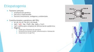 Etiopatogenia
 Factores comunes
 predisposición genética
 piel seca e hipersensible
 factores inmunitarios, endógenos y ambientales
 Constitucionales y genéticos (40-70%)
 HL-A9, HL-A3, HL-B12 y HL-Bw40.
 3q21, 1q21, 16q, 17q25, 20p, 3p26 y 11q13
 1q21 codifica para complejo de diferenciación epidérmica
 filagrina
 molde para filamentos de queratina
 formación de estrato córneo, diferenciación e hidratación
 mutaciones en el gen FLG
 