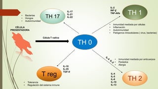 TH 0
CÉLULA
PRESENTADORA
TH 1
TH 2
T reg
TH 17
Célula T nativa
• Inmunidad mediada por anticuerpos
• Parásitos
• Alergia
IL-4
IL-5
IL-6
IL-10
IL-13
IL-2
INF-Ɣ
TNF-Alfa
• Inmunidad mediada por células
• Inflamación
• Autoinmunidad
• Patógenos intracelulares ( virus, bacterias)
IL-17
IL-21
IL-22
• Bacterias
• Hongos
• Autoinmunidad
• Tolerancia
• Regulación del sistema inmune
IL-10
IL-35
TGF-ℬ
 