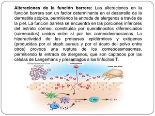 Alteraciones de la función barrera: Las alteraciones en la
función barrera son un factor determinante en el desarrollo de la
dermatitis atópica, permitiendo la entrada de alergenos a través de
la piel. La función barrera se encuentra en las porciones inferiores
del estrato córneo, constituida por queratinocitos diferenciados
(corneocitos) unidos entre sí por los corneodesmosomas. La
hiperactividad de las proteasas epidérmicas y exógenas
(producidas por el staph aureus y por el ácaro del polvo entre
otros) provoca una ruptura de los corneodesmosomas,
permitiendo la entrada de alergenos, que son captados por las
células de Langerhans y presentados a los linfocitos T.
 