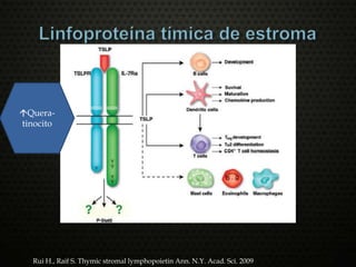 Quera-
tinocito
Rui H., Raif S. Thymic stromal lymphopoietin Ann. N.Y. Acad. Sci. 2009
 