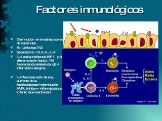 Factores inmunológicos Disminución  en el estrato corneo de ceramidas. R=  Linfocitos Th2 Secreción IL- 10, IL-5 , IL-4 IL-4 actúa inhibiendo INF  ᵞ   y de diferemciación hacia L Th1 favoreciendo sintesis de IgE   inflamación alergica- IL-5 favorese activ de eos, aumento de la fosofodisterasa  disminución  AMPc (inhibe r= inflamatoria) por lo tanto hiperreactividad. 