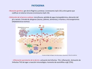 PATOGENIA
- Mutación genética: gen de la filagrina y protesas (cromosoma 1q21-23) y otros genes que
codifican el sistema inmunes (cromosoma 5q31-33).
- Disfunción de la barrera cutánea: microfisuras, pérdida de agua transepidérmica, alteración del
ph y xerosis. Entrada de alérgenos (ácaros, pólenes, alimentos), irritantes y microorganismos
(Staphylococcus aureus).
- Inflamación persistente de la dermis: activación de linfocitos TH1, inflamación. Activación de
linfocitos TH2 da lugar a reacción inmunológica. Aumento de eosinófilos e IgE (75%).
Tomado de Alegre de Miguel. Dermatitis atópica. Disponible en: http://uv.es/derma
 