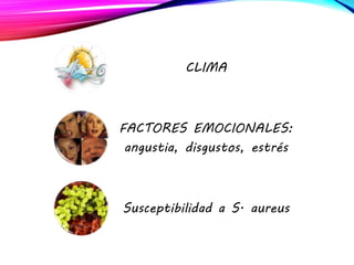 CLIMA
FACTORES EMOCIONALES:
angustia, disgustos, estrés
Susceptibilidad a S. aureus
 