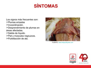 SÍNTOMAS
Los signos más frecuentes son:
Plumas erizadas
Incoordinación.
Desprendimiento de plumas en
áreas afectadas.
Salida de líquido.
Piel y músculos negruzcos.
Putrefacción de ala.
FUENTE: www.thepoultrysite.com
 