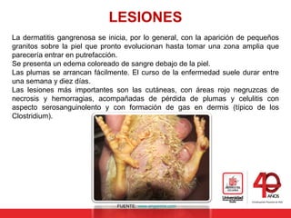 LESIONES
La dermatitis gangrenosa se inicia, por lo general, con la aparición de pequeños
granitos sobre la piel que pronto evolucionan hasta tomar una zona amplia que
parecería entrar en putrefacción.
Se presenta un edema coloreado de sangre debajo de la piel.
Las plumas se arrancan fácilmente. El curso de la enfermedad suele durar entre
una semana y diez días.
Las lesiones más importantes son las cutáneas, con áreas rojo negruzcas de
necrosis y hemorragias, acompañadas de pérdida de plumas y celulitis con
aspecto serosanguinolento y con formación de gas en dermis (típico de los
Clostridium).
FUENTE: www.engormix.com
 